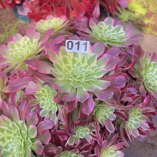 小*多肉植物一个