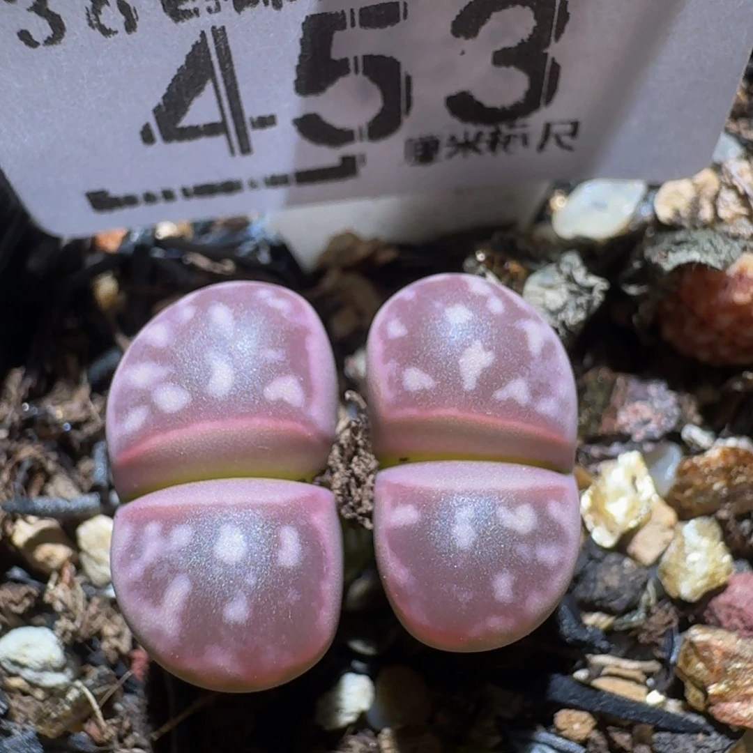 zzzzz生石花肉锥453