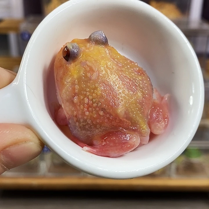 角蛙594号微瑕疵三基因红魔变异