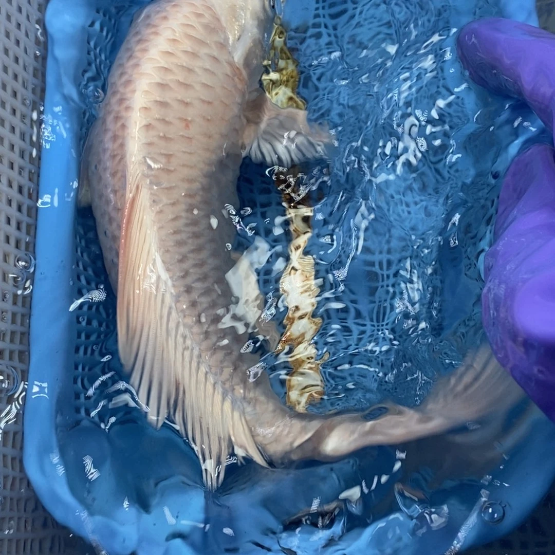 锦鲤冷水锦鲤包邮