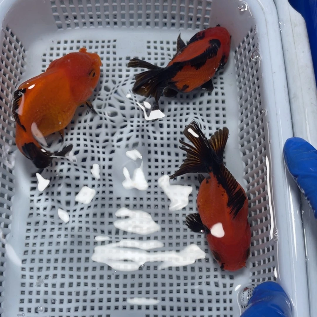 海水鱼花泰狮金鱼4号