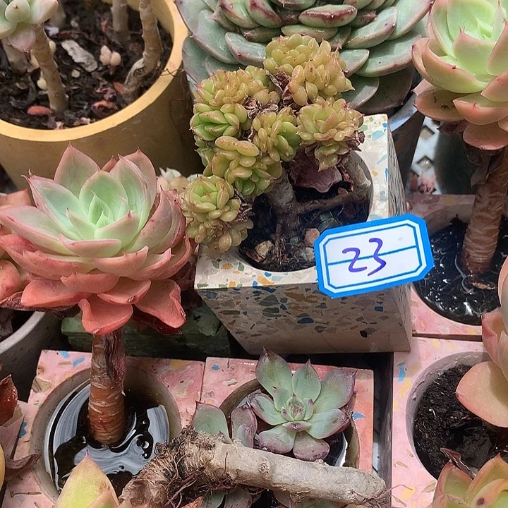 青***山一物一拍拉牡丹多肉23