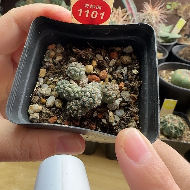 足球团扇一颗368778