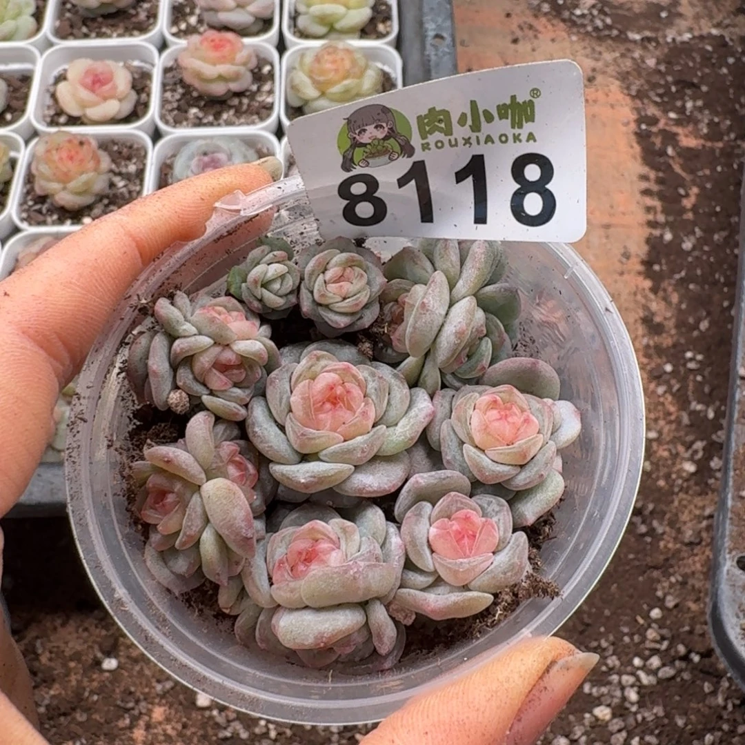 多肉植物多肉植物