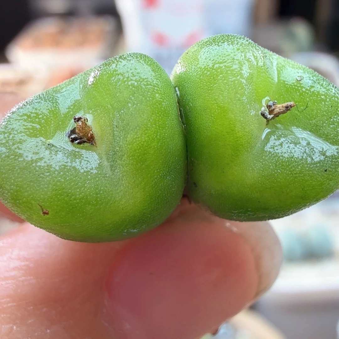 1.17.77/水晶鞋双头/多肉植物