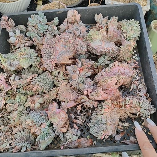 福利一筐缀化不售后