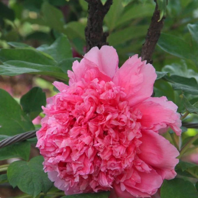 牡丹【仙桃】先发花肥秋季发花苗名品牡丹高端品种绣球状花型