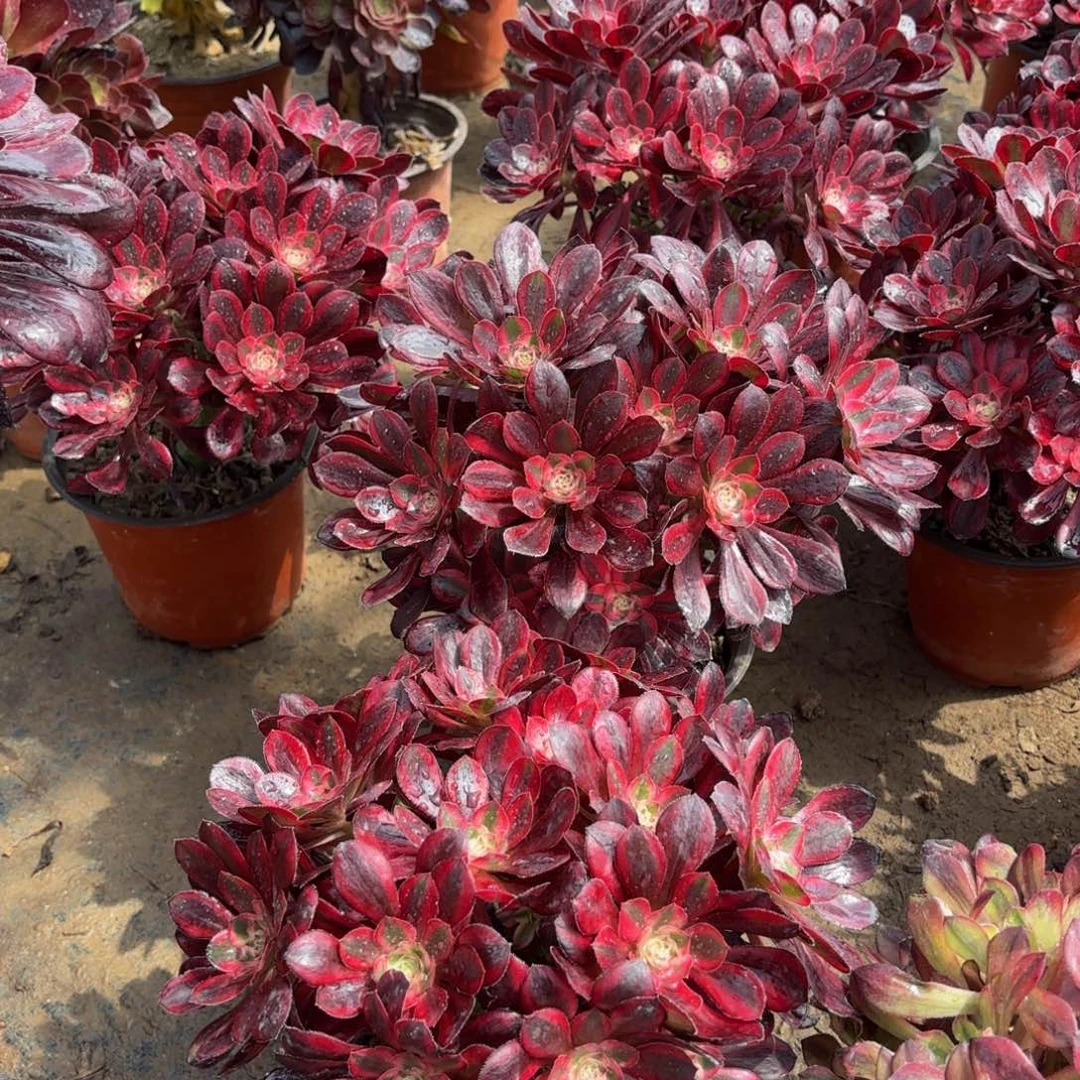 香奈儿掐心9.9多肉植物