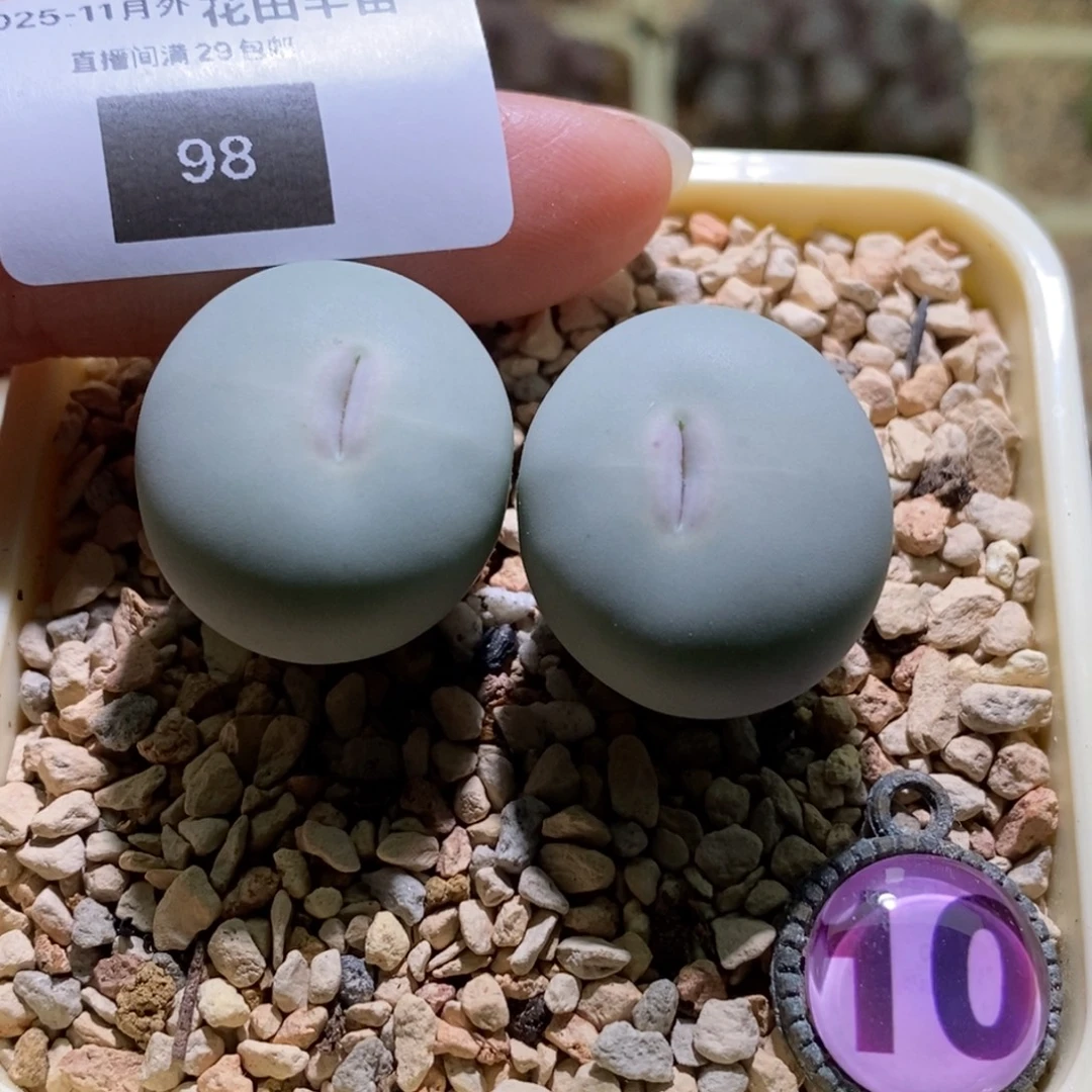 盛***和98好看好看好看434v嘴一颗