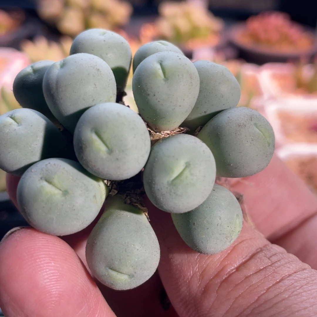 A***郭p嘴粉嘴嘴植物一物一拍