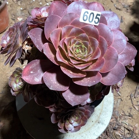 605魅金玫瑰法师多肉植物