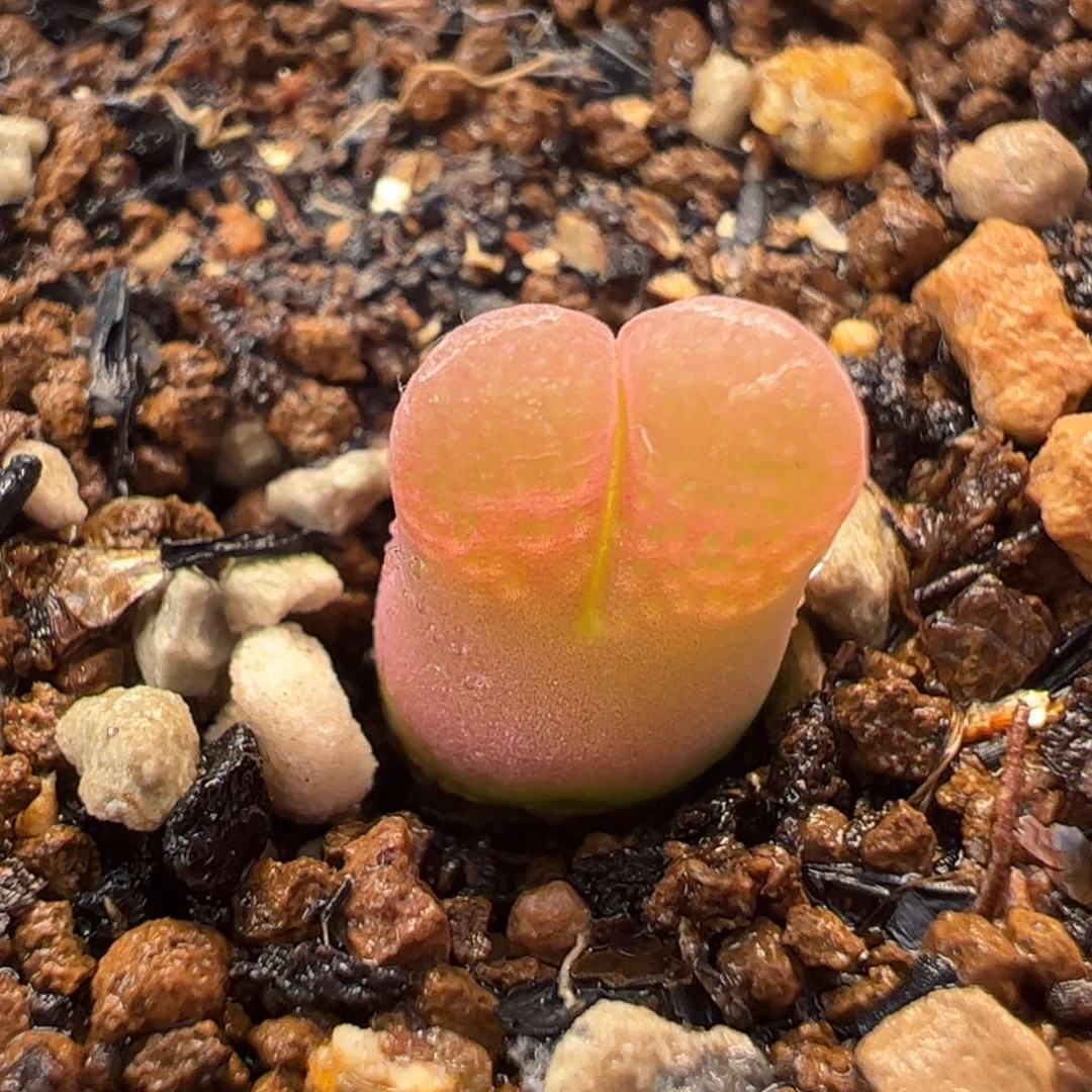 752多肉植物百科