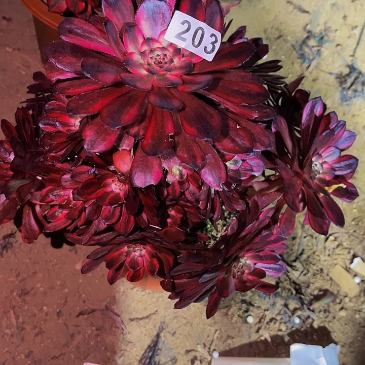 203红金刚多肉植物处理不售后