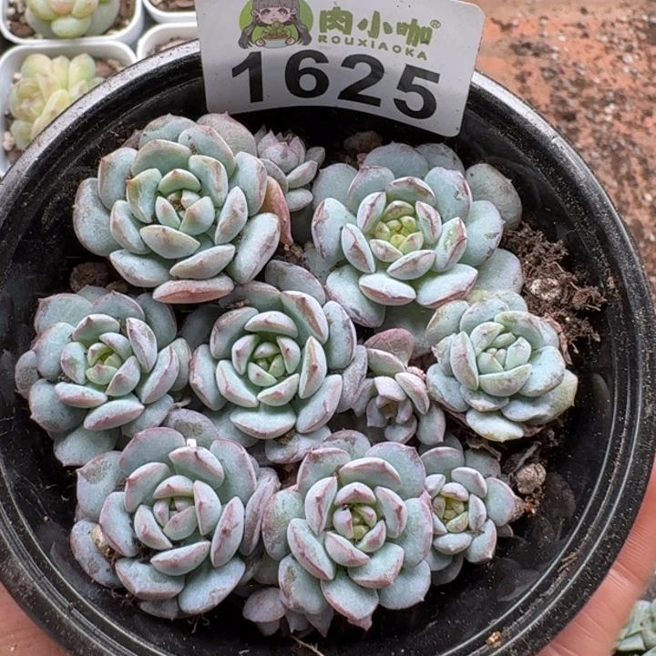 多肉植物多肉植物