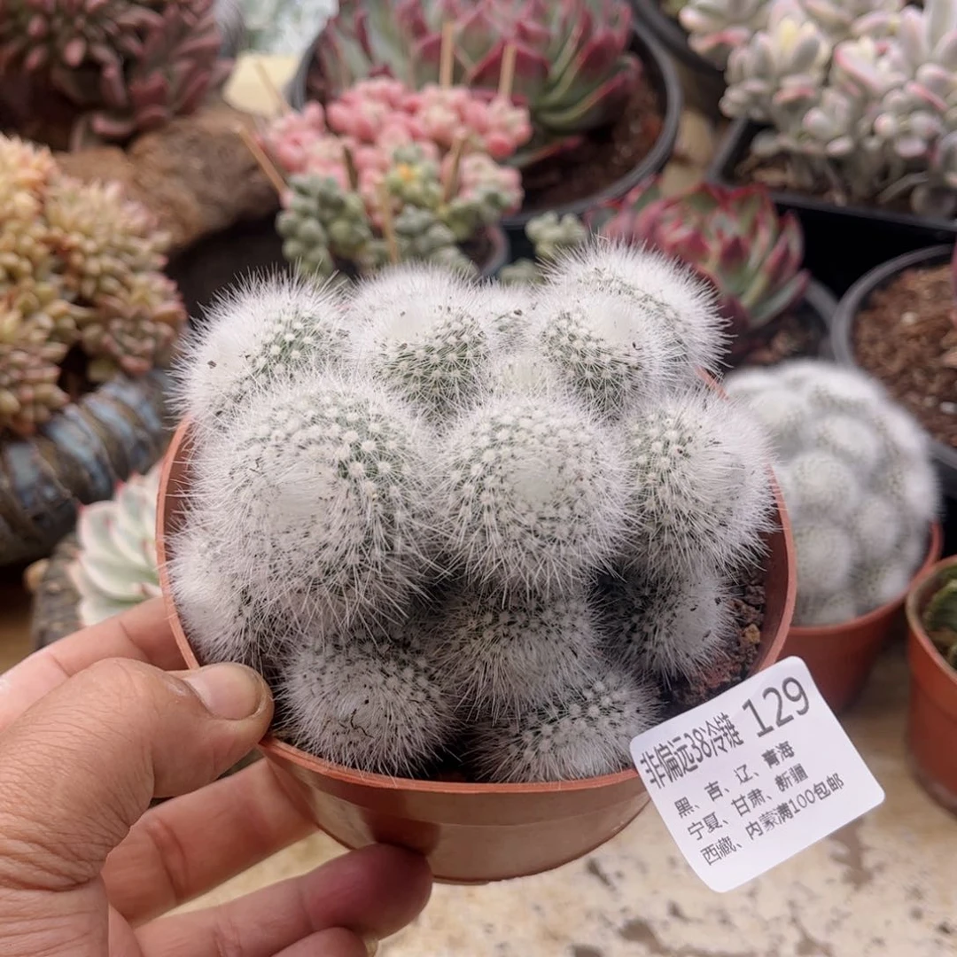 129仙人球德华多肉