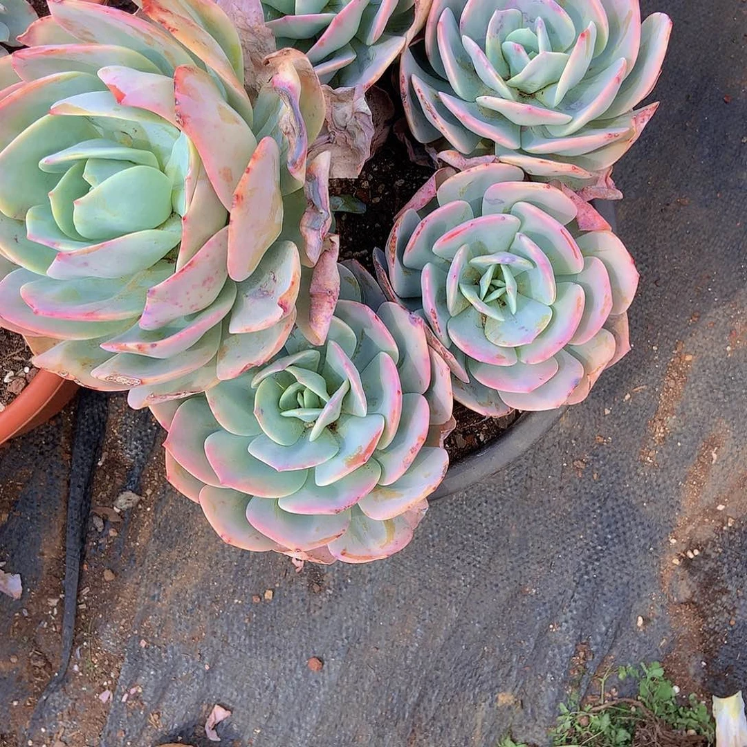 ?****?老三多肉一物一拍家里151雪凤