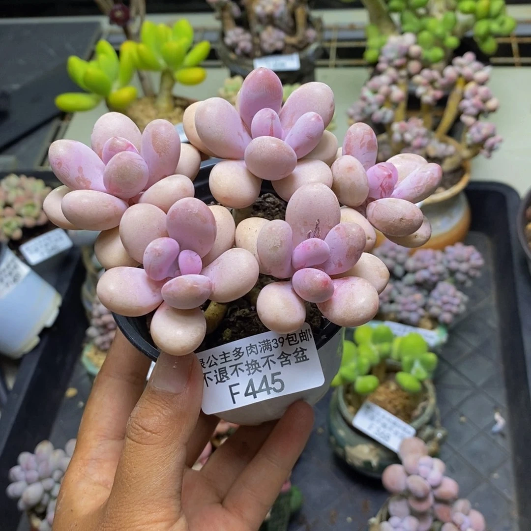 445糖果桃蛋多肉10c m