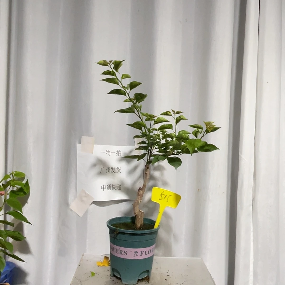 当前无花栽培后可以开花515绿叶柠檬黄桩