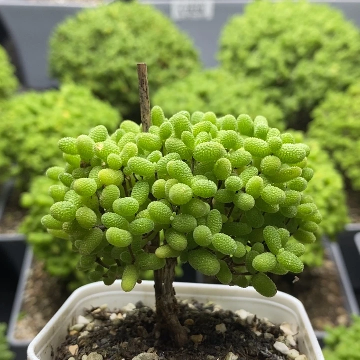 蜜橘糖球7840枝干番杏
