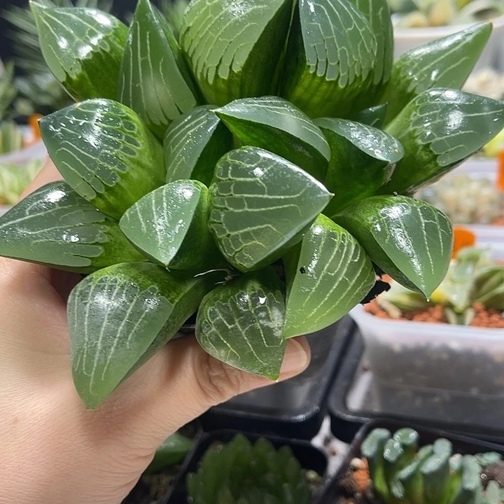 十二卷多肉植物阿房宫