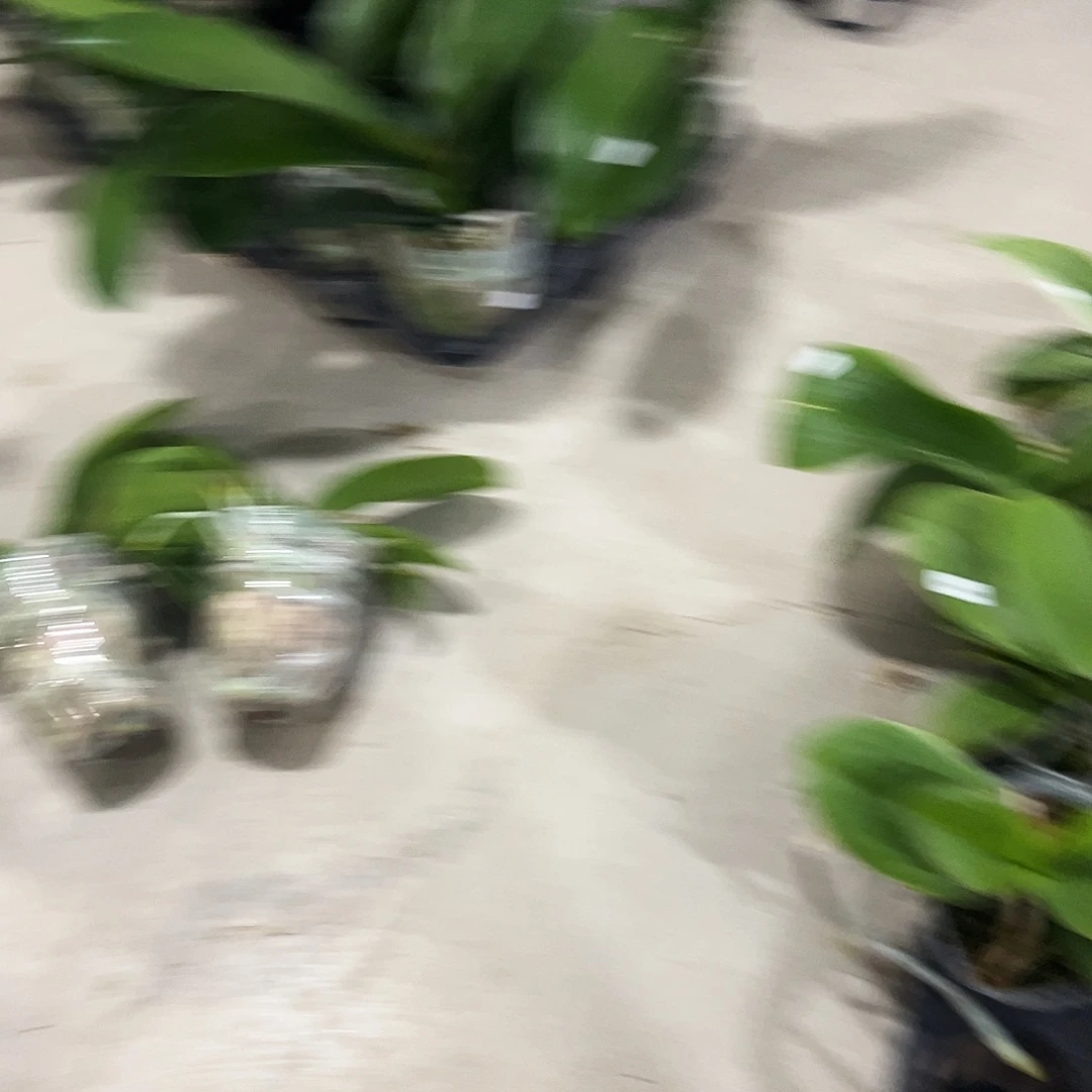 当前无花栽培后可以开花黑白独角兽处理苗