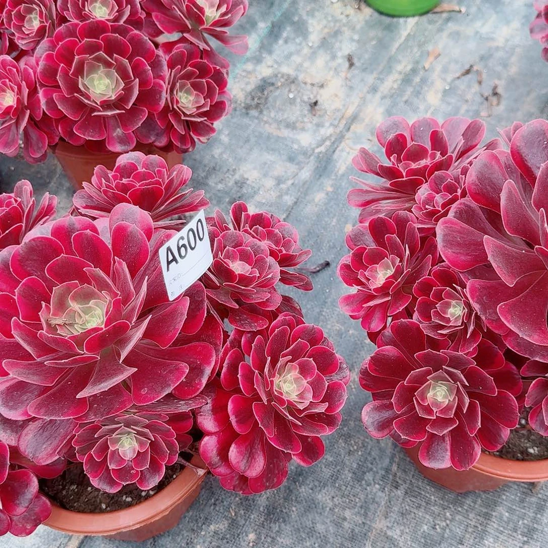 L***吖凤冠两颗法师600