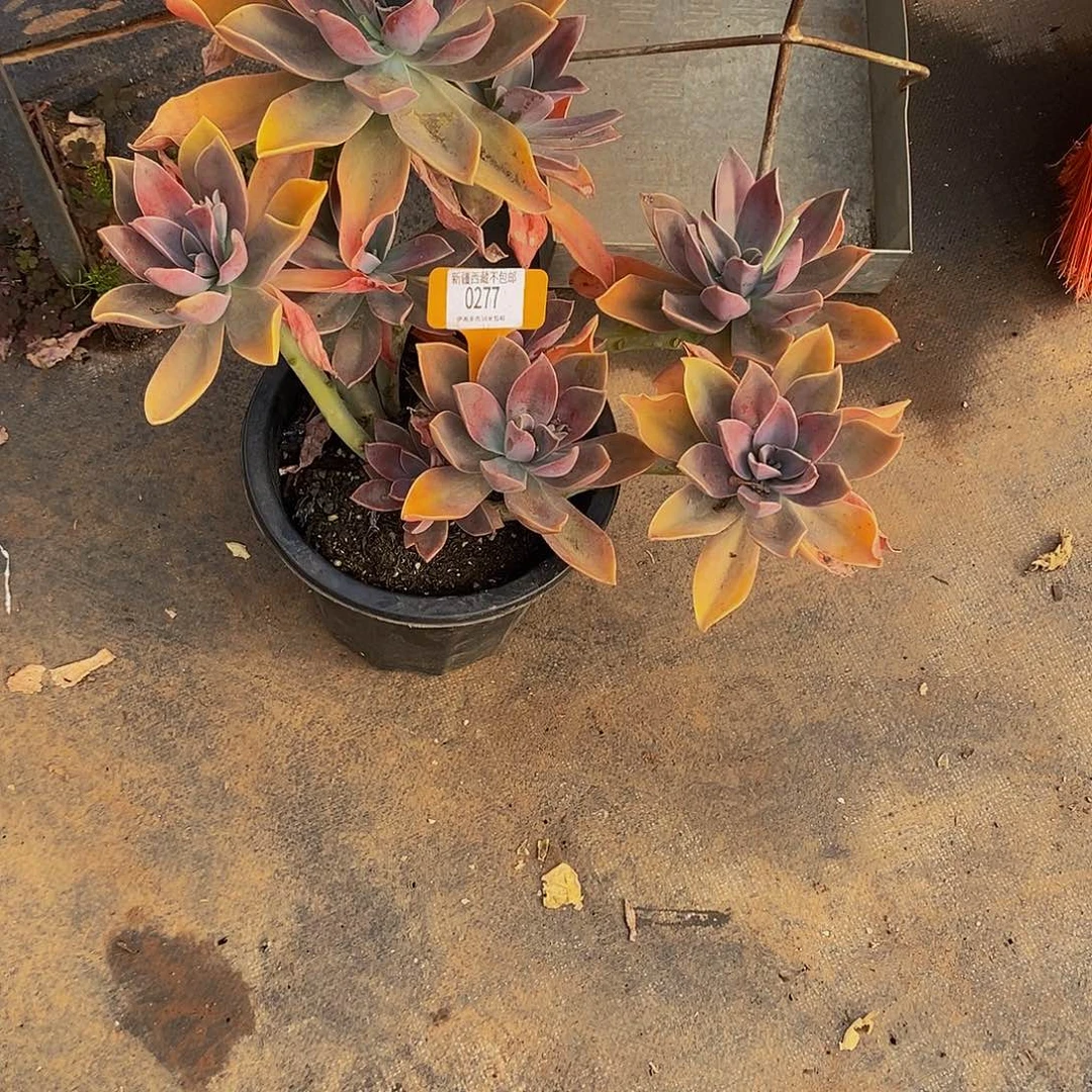 任****）太妃糖0277。