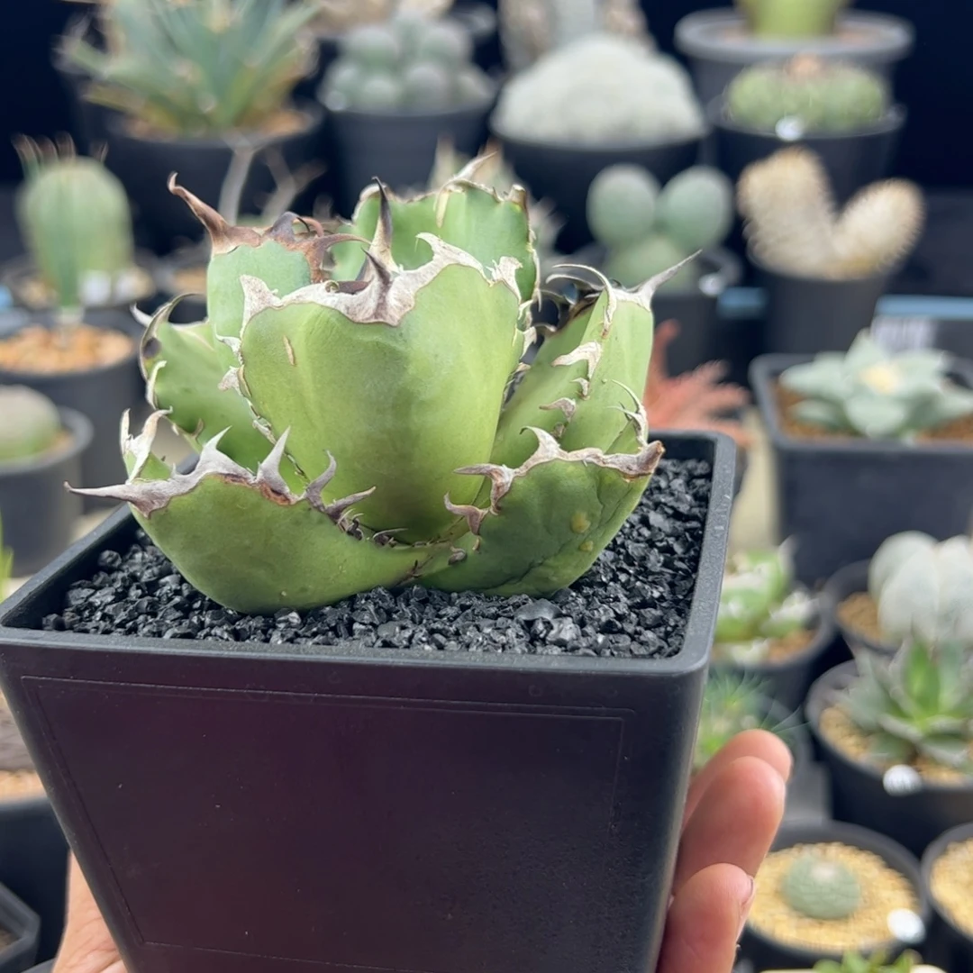 黑鲸龙舌兰一物一拍