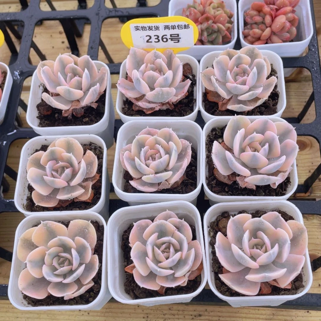 236号 全状态鲁氏锦单头两个