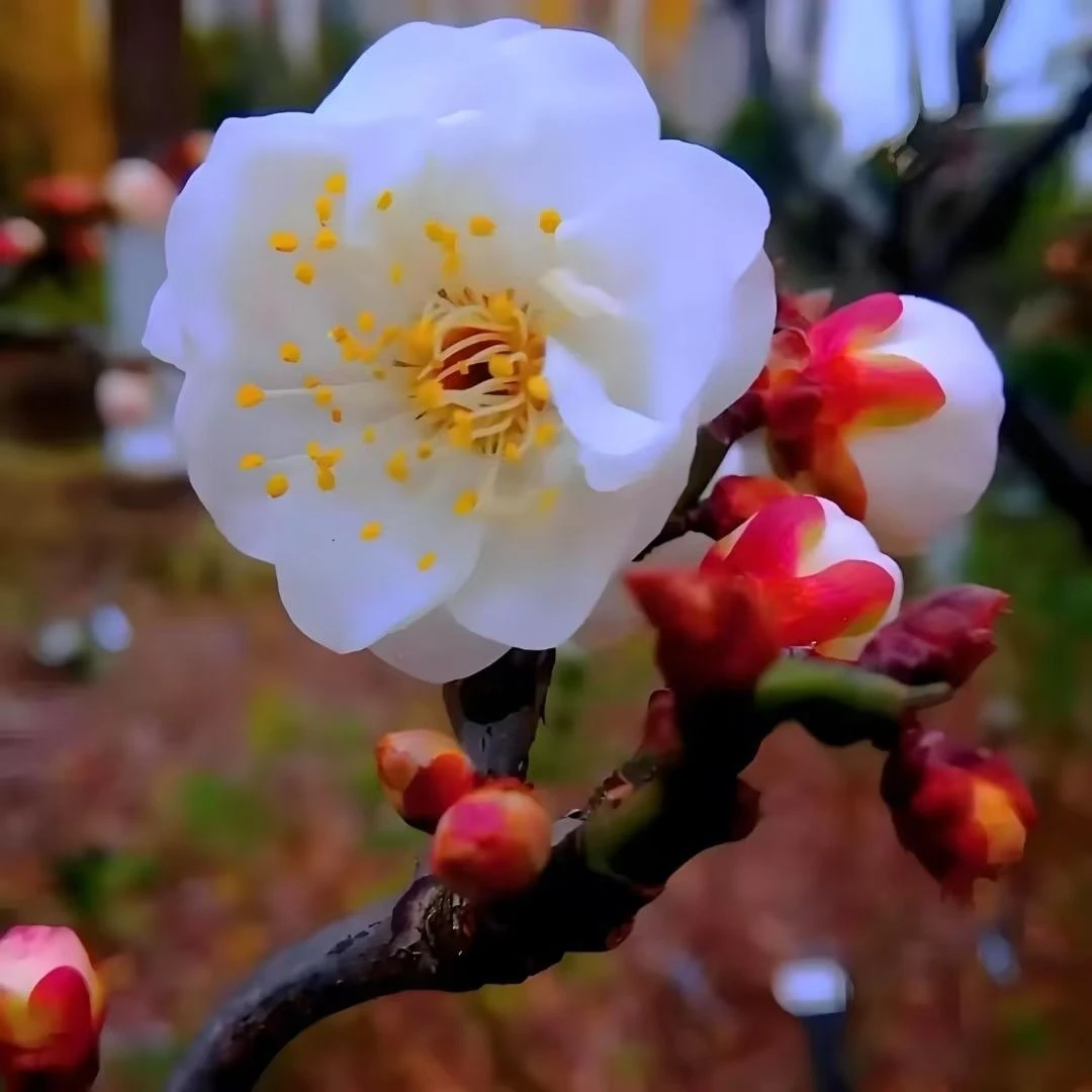 浓香型梅花盆栽耐寒植物庭院阳台地栽花卉