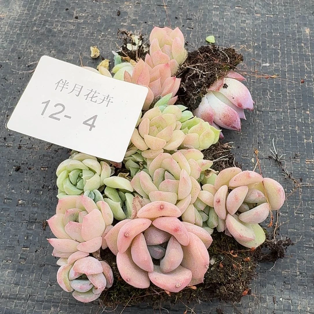 12-4右一999珍妮切糕一份量拍十多颗