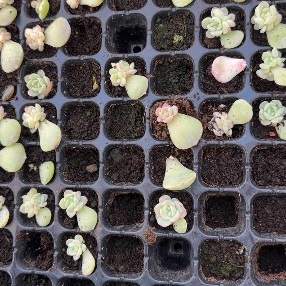 若梦 穴一个满25包邮