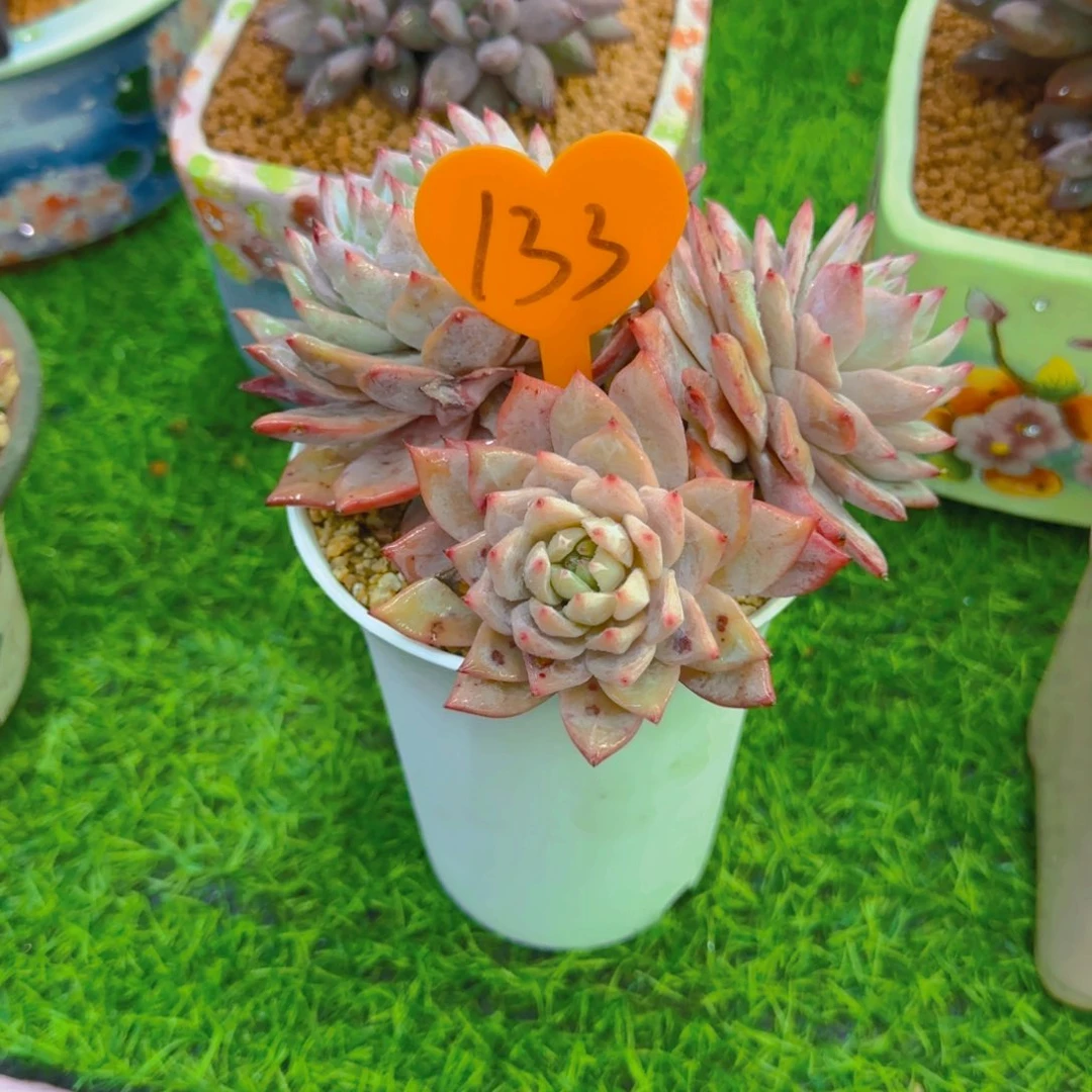 嫣*133多肉植物一物一拍