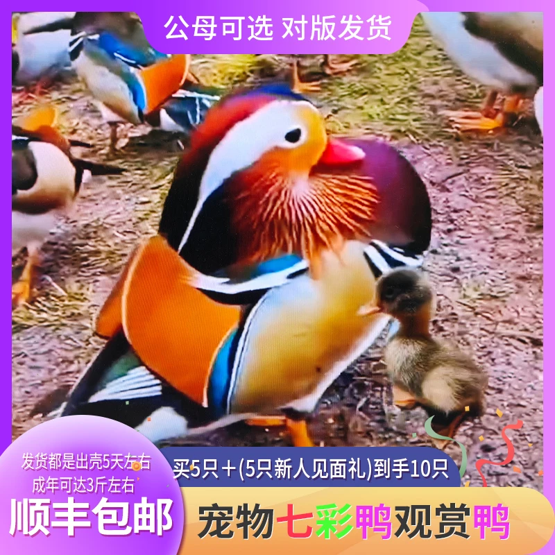 宠物鸭七彩宠物鸭观赏鸭顺丰包邮
