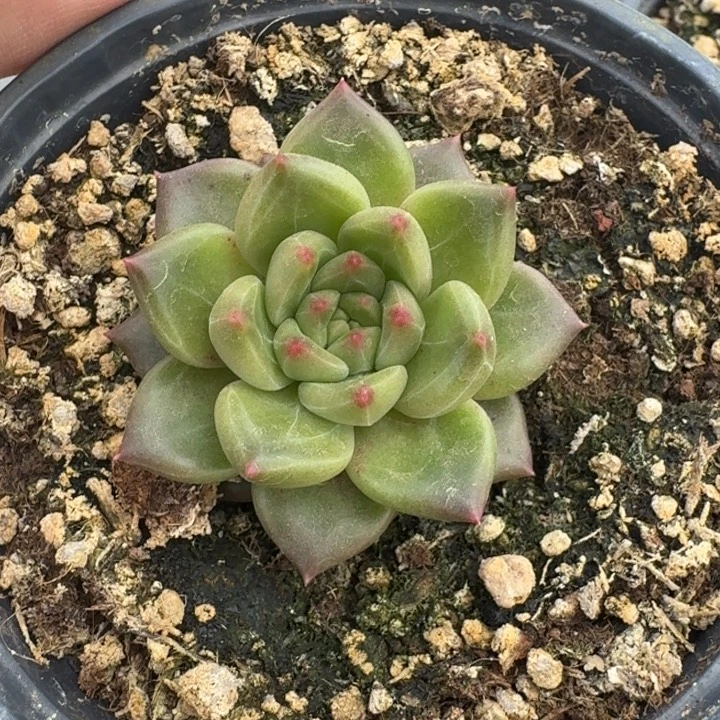 美人杂交 一物一拍