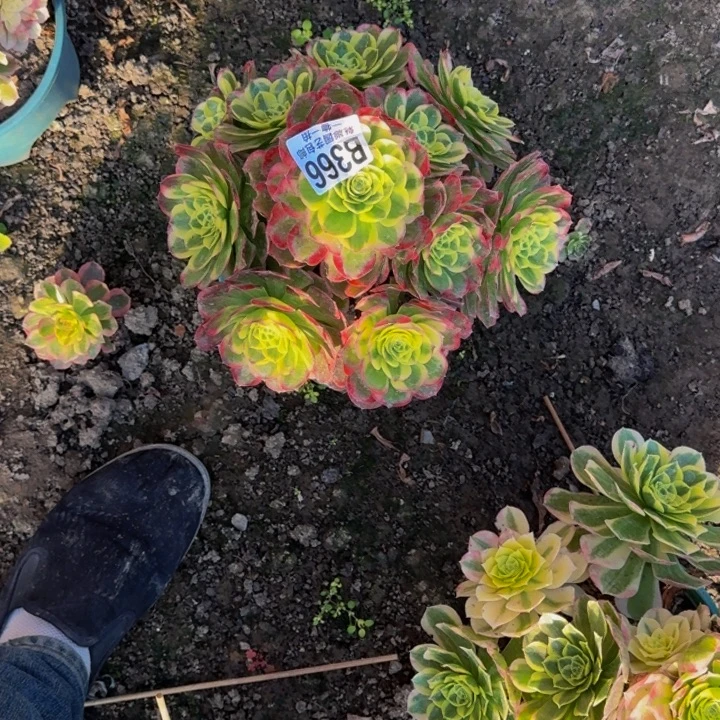 水中月25-14包邮花花