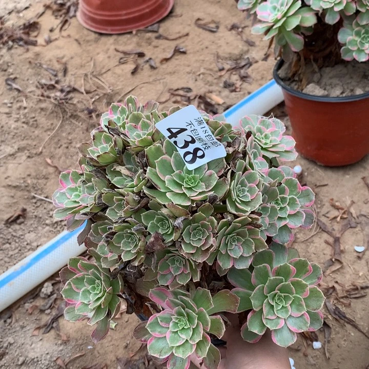 438安娜手捧东捧000