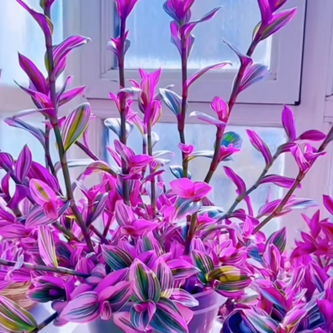 油画婚礼吊兰盆栽室内绿植水培花卉好养易活