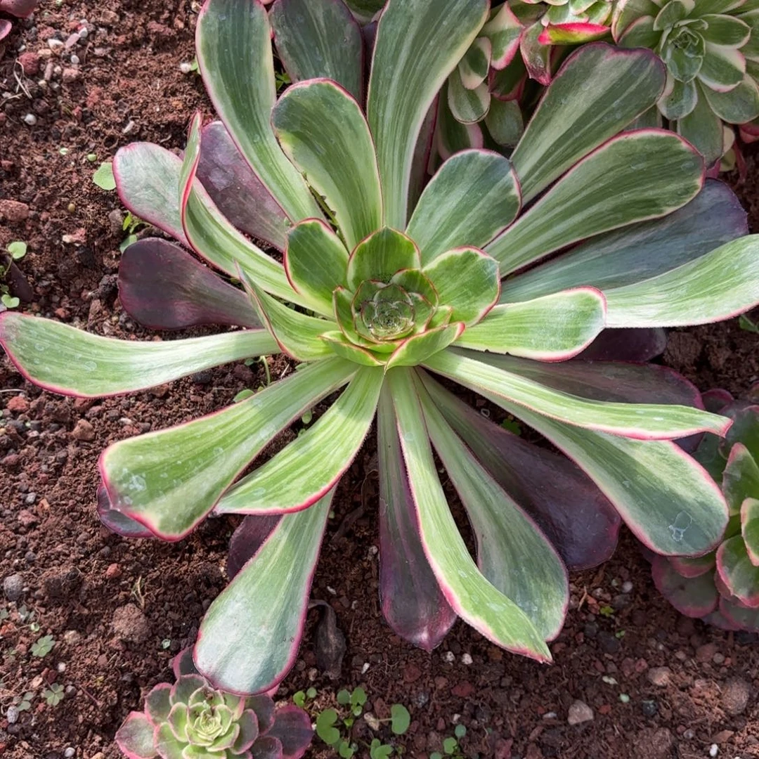 多肉法师绿心巫毒，发货