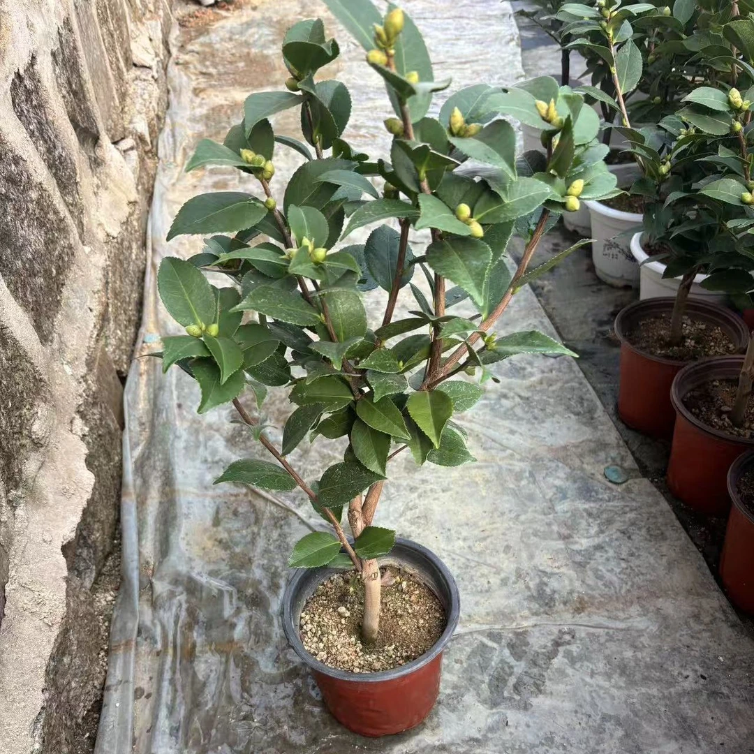 山茶花原盆带花苞