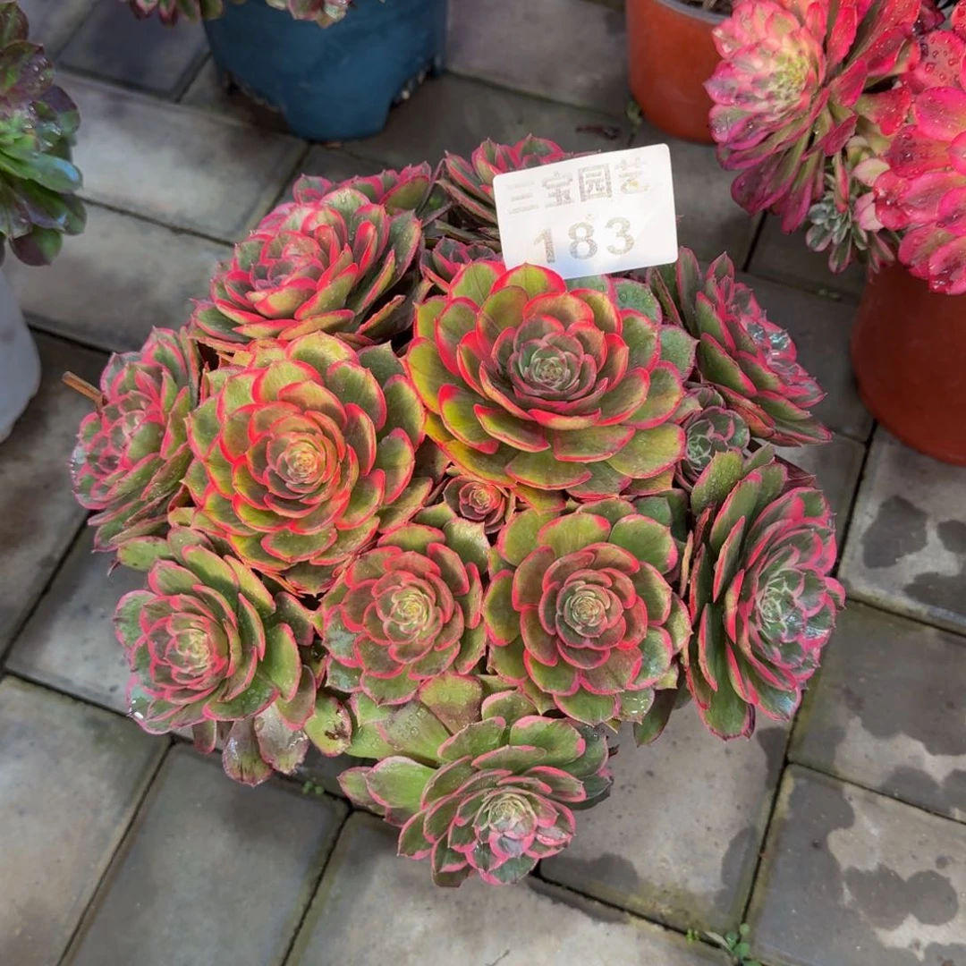 素*多肉植物183粉花妖