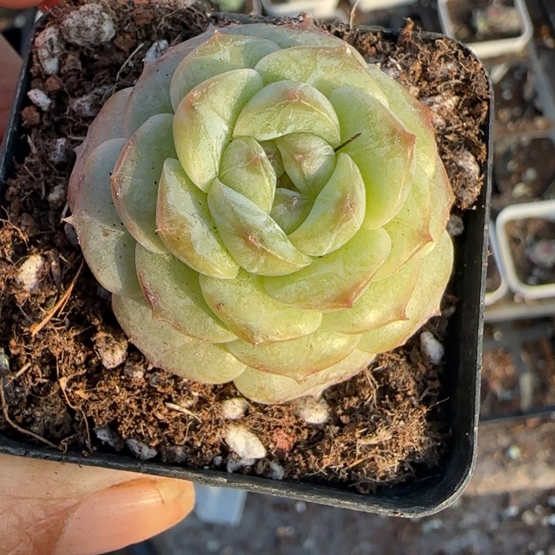 多肉小卡拉米糖心一物一拍