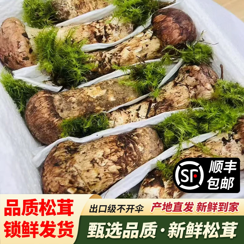 云南新鲜松茸顺丰冷链