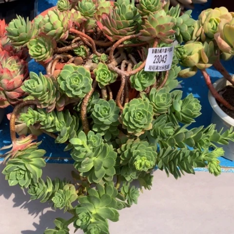 2***宝绿蔷薇23043多肉