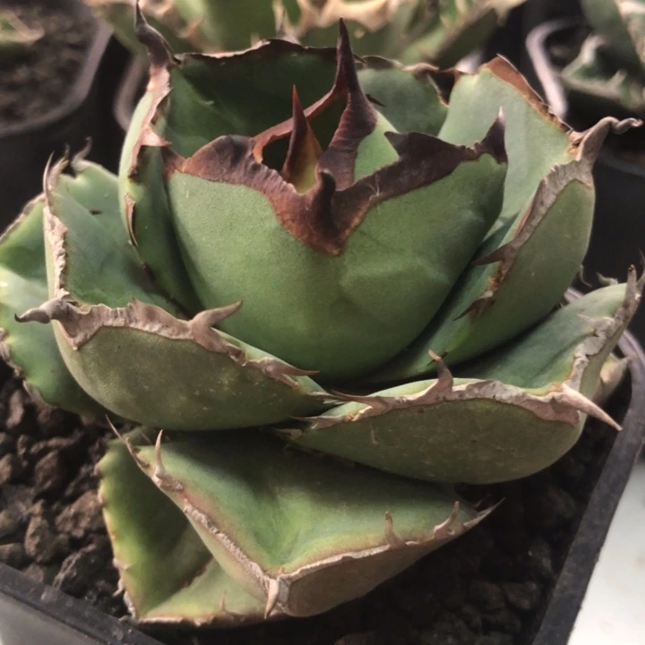 圣剑仁王冠龙舌兰