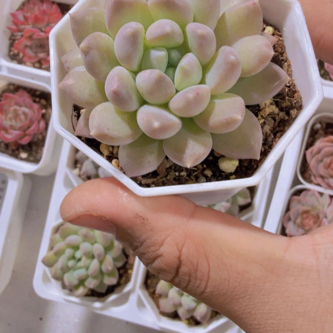 奶糖八角盆一颗福利