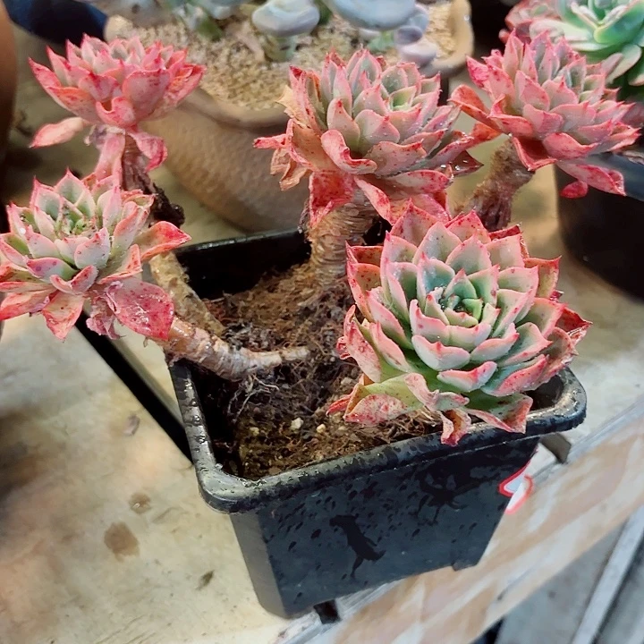 贝拉多娜多肉一物一拍8号