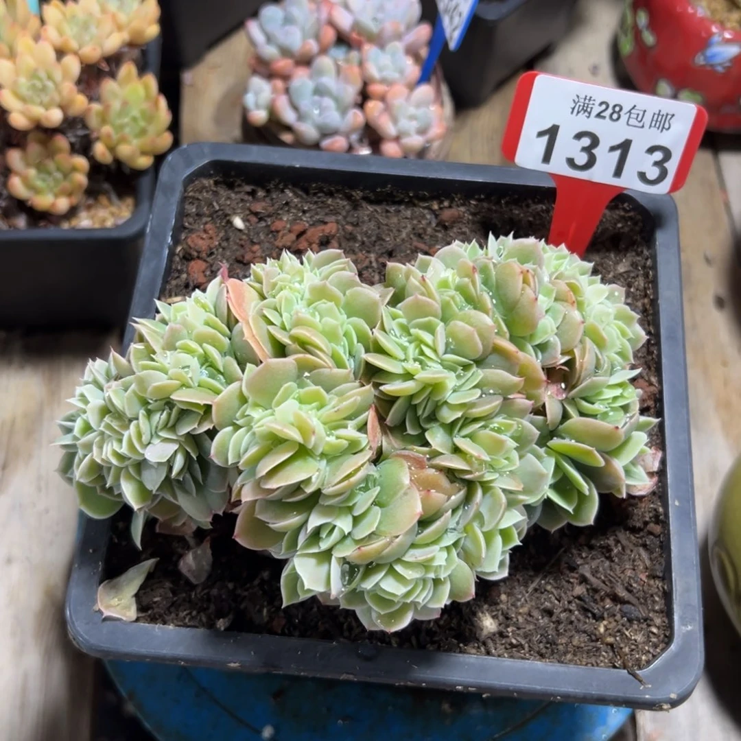 1313星娜塔缀，冠服16