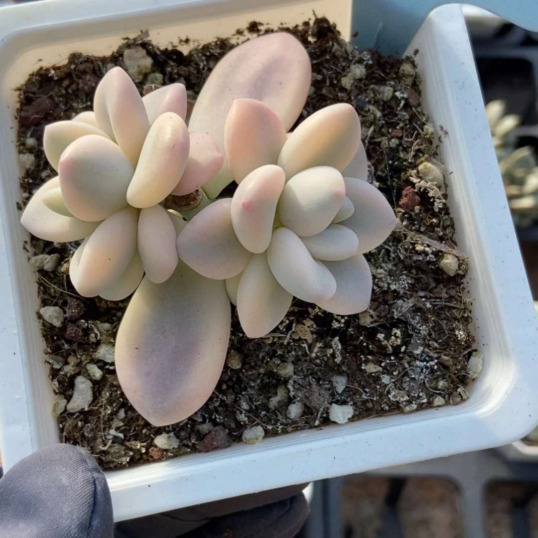 6048洛神锦多肉植物