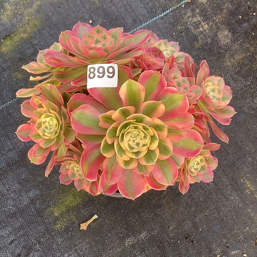 899七彩石冠服30公分